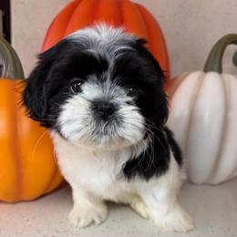 Coco - Black and white female Shih Tzu puppy in Bullhead City, Arizona from Arizona Shih Tzu Land
