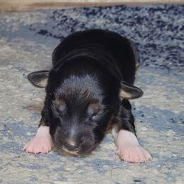 Galena - Black tri female Miniature Australian Shepherd puppy in Sunbury, Pennsylvania from Elemental Mini Aussies