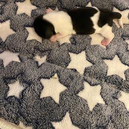 Dachshund Puppies from KS FUREVER MINI DOXIES