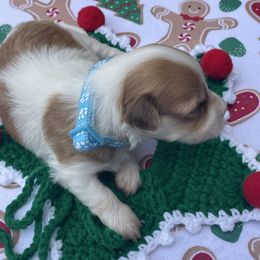 Ro AKC registered - Fawn sable male Havanese puppy in Cochran, Georgia from Dean Supreme