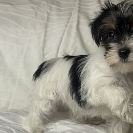 Penny - Parti Yorkshire Terrier puppy in Denver, Colorado from Melrey's paws