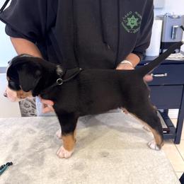 Boy 3 - male Greater Swiss Mountain Dog puppy in Pasadena, California from Park Place Swissys
