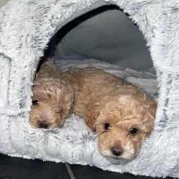 Cavapoo, Cockapoo, Goldendoodle, and Maltipoo Puppies from Perdue Puppies