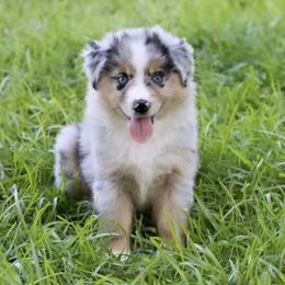 Boy 1 - Miniature Australian Shepherd puppy in Florida from J7 Miniature Australian Shepherds