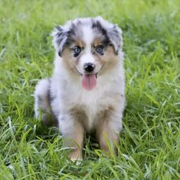 Boy 1 - Miniature Australian Shepherd puppy in Florida from J7 Miniature Australian Shepherds