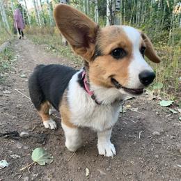Pembroke Welsh Corgi Puppies from Nunas Corgis