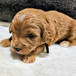 Freckles - Red male Bernedoodle puppy in Forest, Ohio from Mini Doodle Buddies