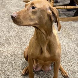 Tikka - Vizsla