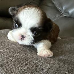 Shih Tzu Puppies from Niepoetter Shih Tzus