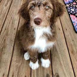 Aussiedoodle Puppies from Signature Doodles