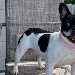 Gigi - French Bulldog