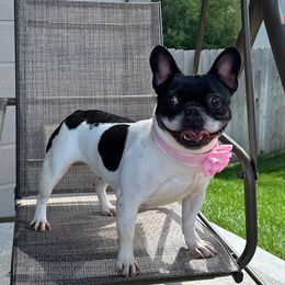 Gigi - French Bulldog