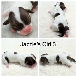 Girl 3 - Chocolate female Havanese puppy in Elkins, Arkansas from Havana Knights Havanese