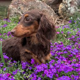Jovie - Dachshund