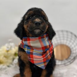 Boomerang - Furnished - male Golden Mountain Doodle puppy in Ocala, Florida from Bernedoodles of Florida