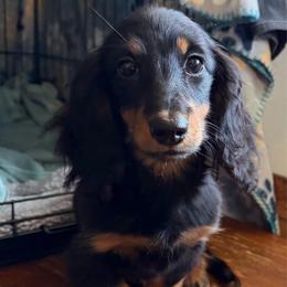 Luce - Black and tan female Dachshund puppy in Hazlehurst, Georgia from DrakeFire Dachshunds