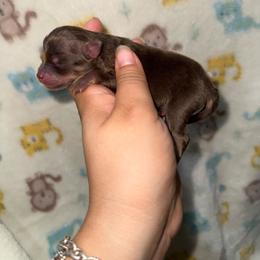 Boy 2 - Chocolate and tan male Pomeranian puppy in Eagle Pass, Texas from Texas Tumbleweed Poms