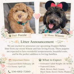 Goldendoodle puppies from Little Bear Doodles
