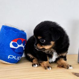 Girl 2 - Black and tan female Chihuahua puppy in Virginia Beach, Virginia from Little Chi Village