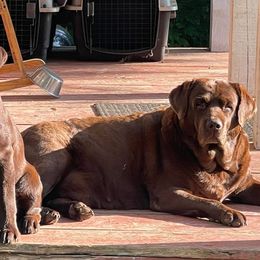 Labrador Retrievers from Retriever Run Labradors