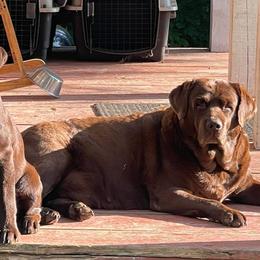 Labrador Retrievers from Retriever Run Labradors