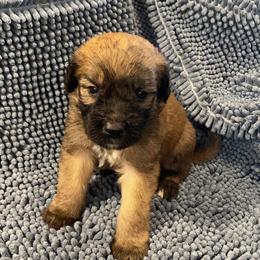 Black collar - Brown and white male Saint Berdoodle puppy in Saint Joseph, Missouri from Home Raised St. Berdoodles