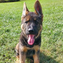 Pink - Sable female German Shepherd puppy in Chiefland, Florida from The Shepherds' House