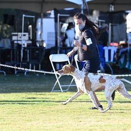 Dogues de Bordeaux, French Bulldogs, and Pointers from Finley Farm Kennel