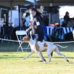 Dogues de Bordeaux, French Bulldogs, and Pointers from Finley Farm Kennel