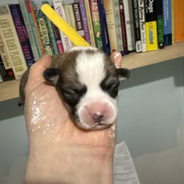Yellow - Red female Pembroke Welsh Corgi puppy in New York, New York from Ad Astra NYC