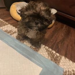 Boy 3 - Tricolor male Shih Tzu puppy in Benbrook, Texas from Michael’s Shih Tzus