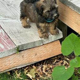 Blue girl - Red sable female Havanese puppy in Melba, Idaho from Lawson Havanese