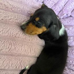 Bonnie - Black and cream female Dachshund puppy in Ft Smith, Arkansas from Louis' Litters