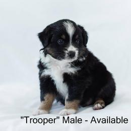 Miniature American Shepherd and Miniature Australian Shepherd Puppies from Carrie Johnson