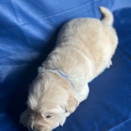 Golden Retriever Puppies from Chevaline Goldens