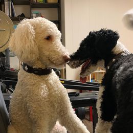 Poodles from Riverdale Poodles