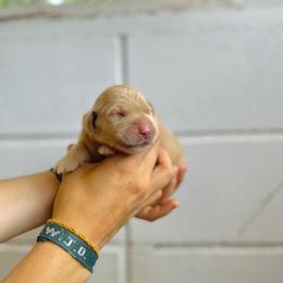 Brie - Light golden female Golden Retriever puppy in Magnolia, Mississippi from Magnolia Farm