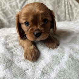 Purple Collar girl - Ruby Cavalier King Charles Spaniel puppy in Acworth, Georgia from Cumberland Cavaliers