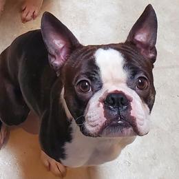 Boston Terrier All Grown Up from 907 Bostons