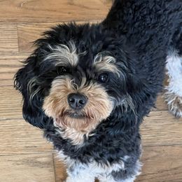 Trixie - Cavapoo