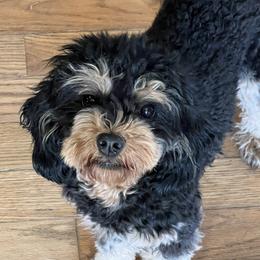Trixie - Cavapoo