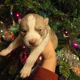 Klaus - Red and white male Siberian Husky puppy in Bingham, Illinois from Siberian Instincts Kennel