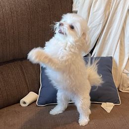 Bella - Maltese