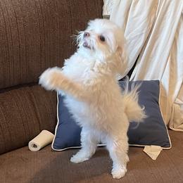 Bella - Maltese