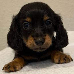 2,675 - Blue Boy - Black and tan male Dachshund puppy in Horizon City, Texas from Willipaws