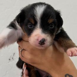 Purple - Black tri-color female Australian Shepherd puppy in Gilbert, Arizona from Saltair Australian Shepherds