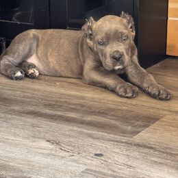 Xochilt - Gray brindle female Cane Corso puppy in Compton, California from Urban League Cane Corso