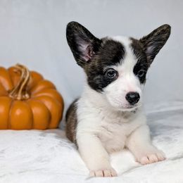 Patsy aka Tuohy - Brindle and white female American Corgi puppy in Clarksville, Tennessee from Cold Creek Family Farm LLC