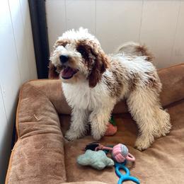 Sadie - Blenheim female Cavapoo puppy in Sugarcreek, Ohio from True Hearted Doodles