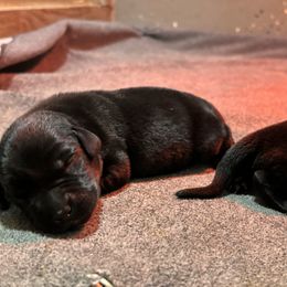 Boy 2 - Black male Labrador Retriever puppy in Mount Olive, Mississippi from 3 King Kennels